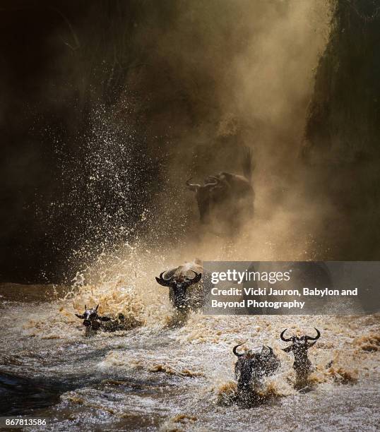 dramatic view of great wildebeest migration crossing the mara river - wildebeest stock pictures, royalty-free photos & images