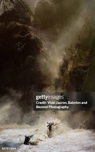 vertical view of great wildebeest migration crossing the mara river - wildebeest stock pictures, royalty-free photos & images