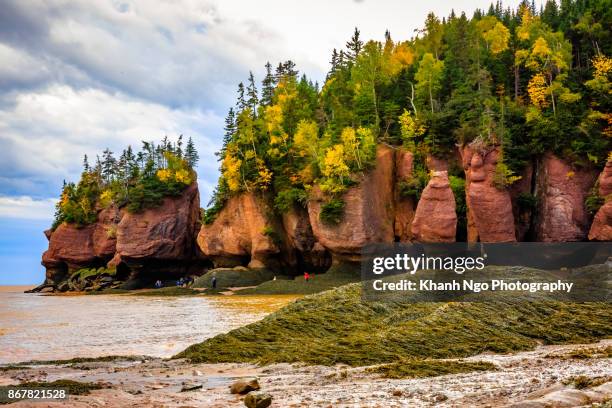 hopewell rocks in new brunswick, canada - new brunswick canada 個照片及圖片檔