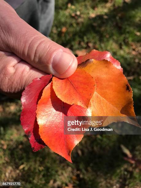 man holding autumn leaves - lisa fringer stock pictures, royalty-free photos & images
