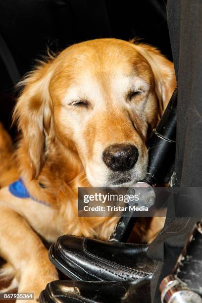 An assistance dog during the 8th VITA Charity Gala In Wiesbaden on October 28, 2017 in Wiesbaden, Germany.