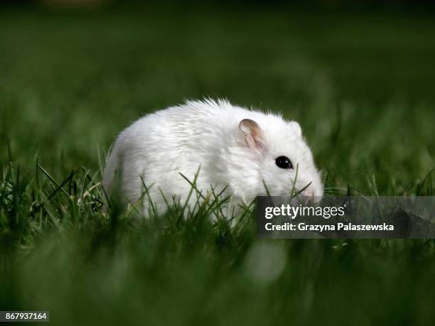 djungarian hamster - djungarian hamster stock pictures, royalty-free photos & images