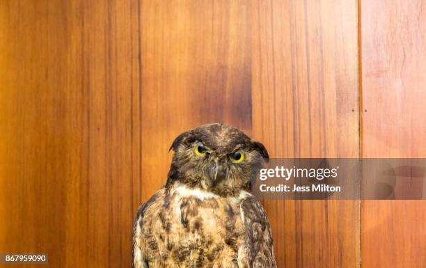 taxidermy owl - funny owl stock pictures, royalty-free photos & images