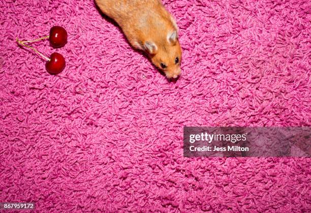 Hamster Rug Pink Shag Rug Photos and Premium High Res Pictures - Getty Images