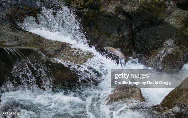 upstream salmon - cohozalm stockfoto's en -beelden