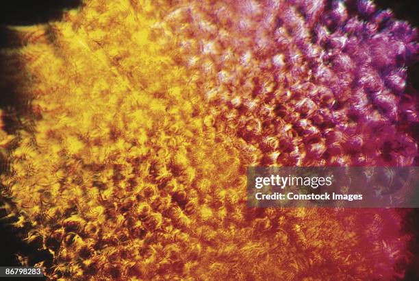 radiolaria magnified 400x - strahlentier stock-fotos und bilder