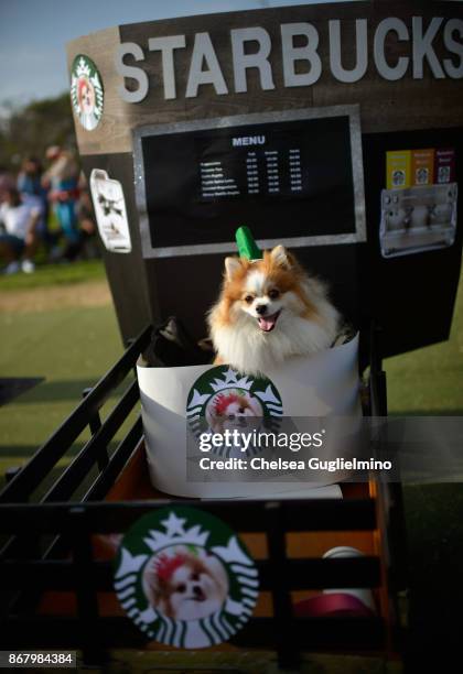 Oprah, a pomeranian, dressed as a Starbucks drink at Haute Dog Howl'oween Parade on October 29, 2017 in Long Beach, California.