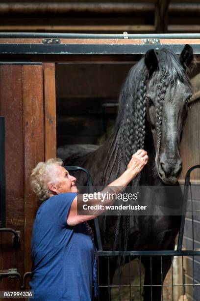 touching the braided mane of a friesian horse - friesian horse stock pictures, royalty-free photos & images