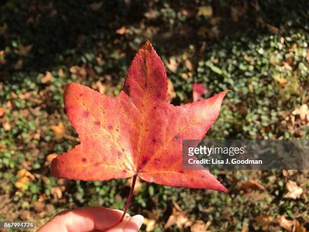 fallen colored leaves in autumn - lisa fringer stock pictures, royalty-free photos & images