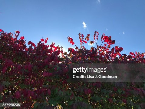 Vibrant fall foliage Vibrant fall foliage