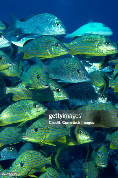 bluestriped grunts - grunt fish stock pictures, royalty-free photos & images