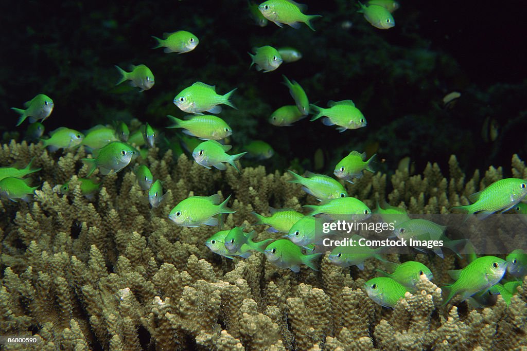 Blue-green chromis