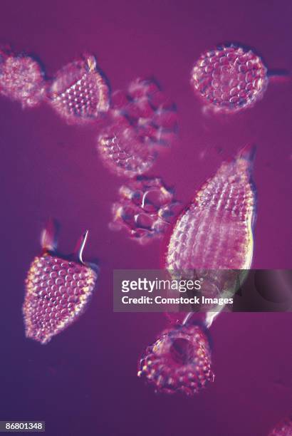 radiolaria magnified - radiolaria stock pictures, royalty-free photos & images