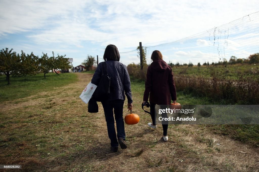 Pumpkin Picking in New York