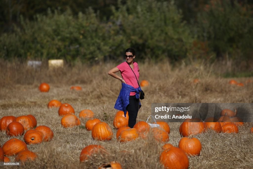 Pumpkin Picking in New York