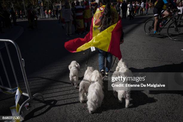 Spanish government supporter wears a Spanish flag while walking dogs during a large pro-unity demonstration on October 29, 2017 in Barcelona, Spain....