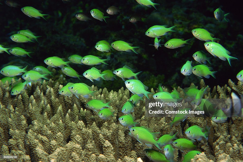 Blue-green chromis