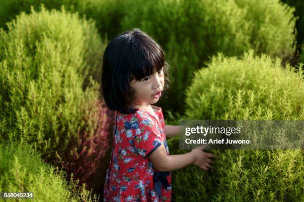 cute girl in the kochia flower garden - 高島市 ストックフォトと画像