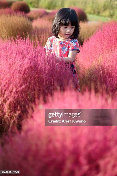 cute girl in the kochia flower garden - 高島市 ストックフォトと画像