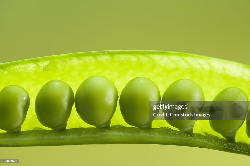 Pea pod