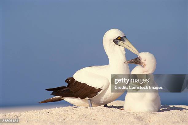 nesting masked booby - masked booby stock pictures, royalty-free photos & images