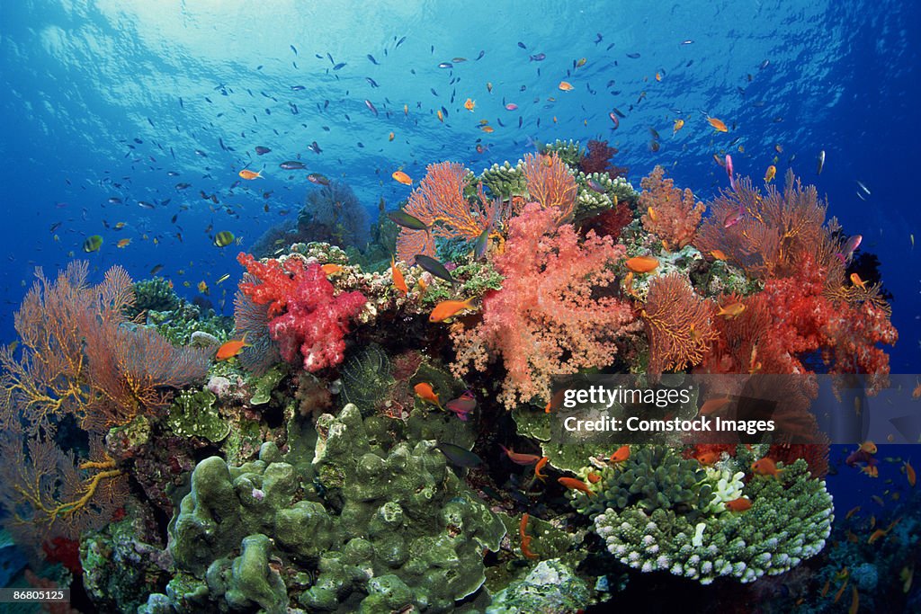 Fish , coral , and sea fans