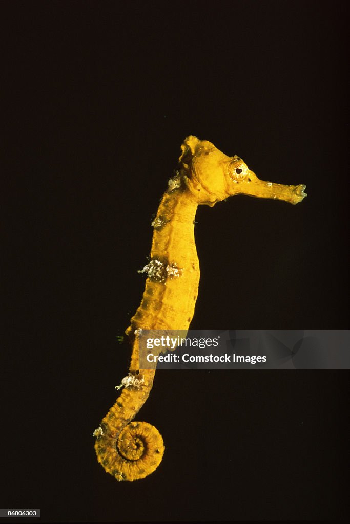 Longsnout seahorse