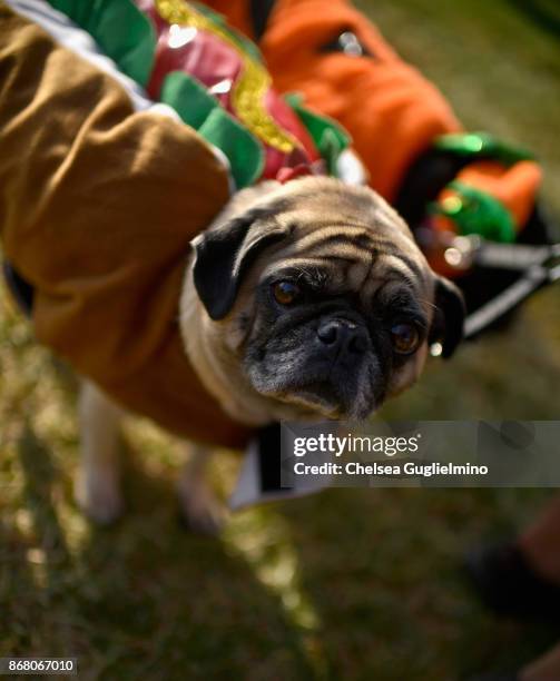 Pug dressed as a hot dog at the Haute Dog Howl'oween Parade on October 29, 2017 in Long Beach, California.