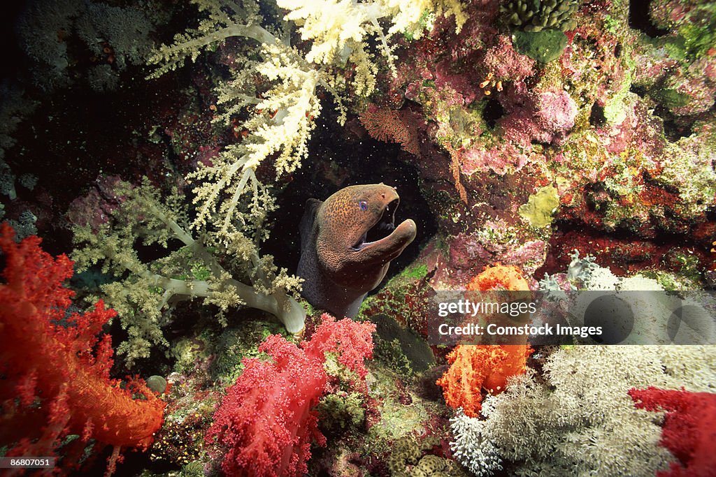 Yellow margined moray eel in ocean