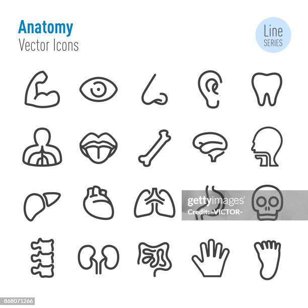 ilustrações, clipart, desenhos animados e ícones de ícones de anatomia humana - vetor linha série - membro parte do corpo
