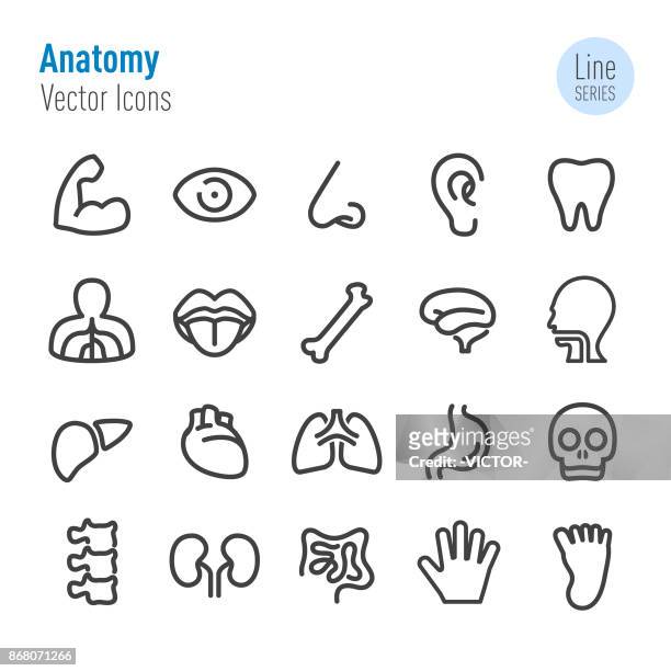 human anatomy icons - vector line series - sensory perception stock illustrations