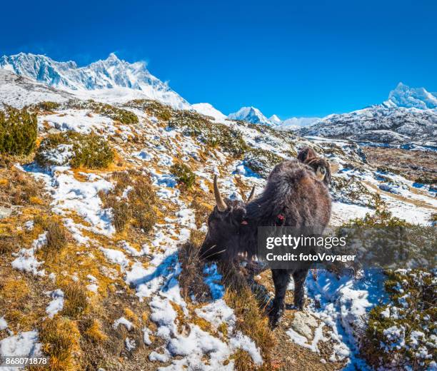 himalayas yaks grazing beneath nuptse 7861m lhotse 8516m mountain peaks - gokyo valley stock pictures, royalty-free photos & images