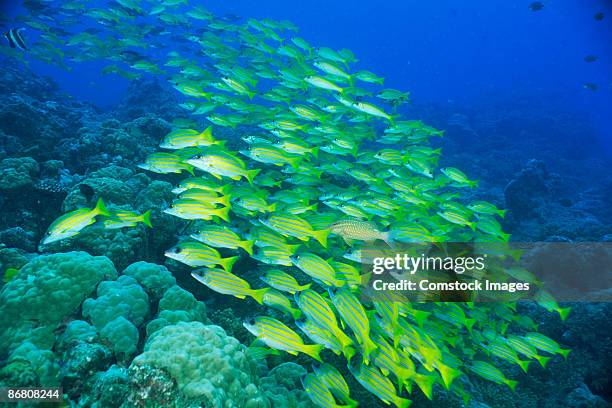 school of swimming bluelined snappers - lutjanus kasmira stock pictures, royalty-free photos & images