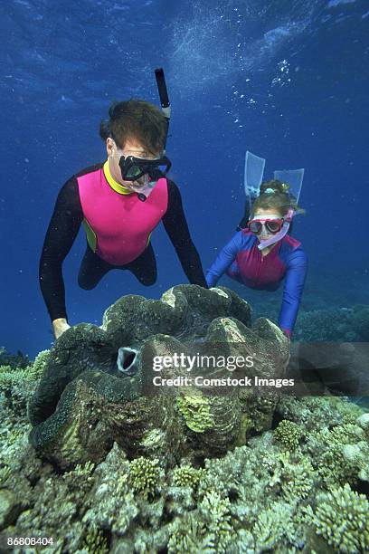 giant tridacna clam - giant clam stock pictures, royalty-free photos & images