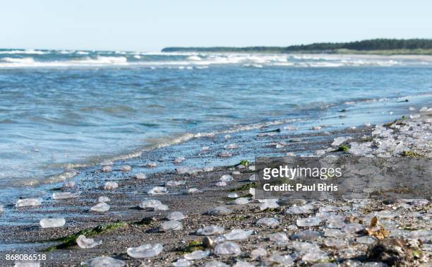 jellyfish castaway on the beach,  ebeltoft beach , kattegat  sea,  denmark - kattegat stock-fotos und bilder