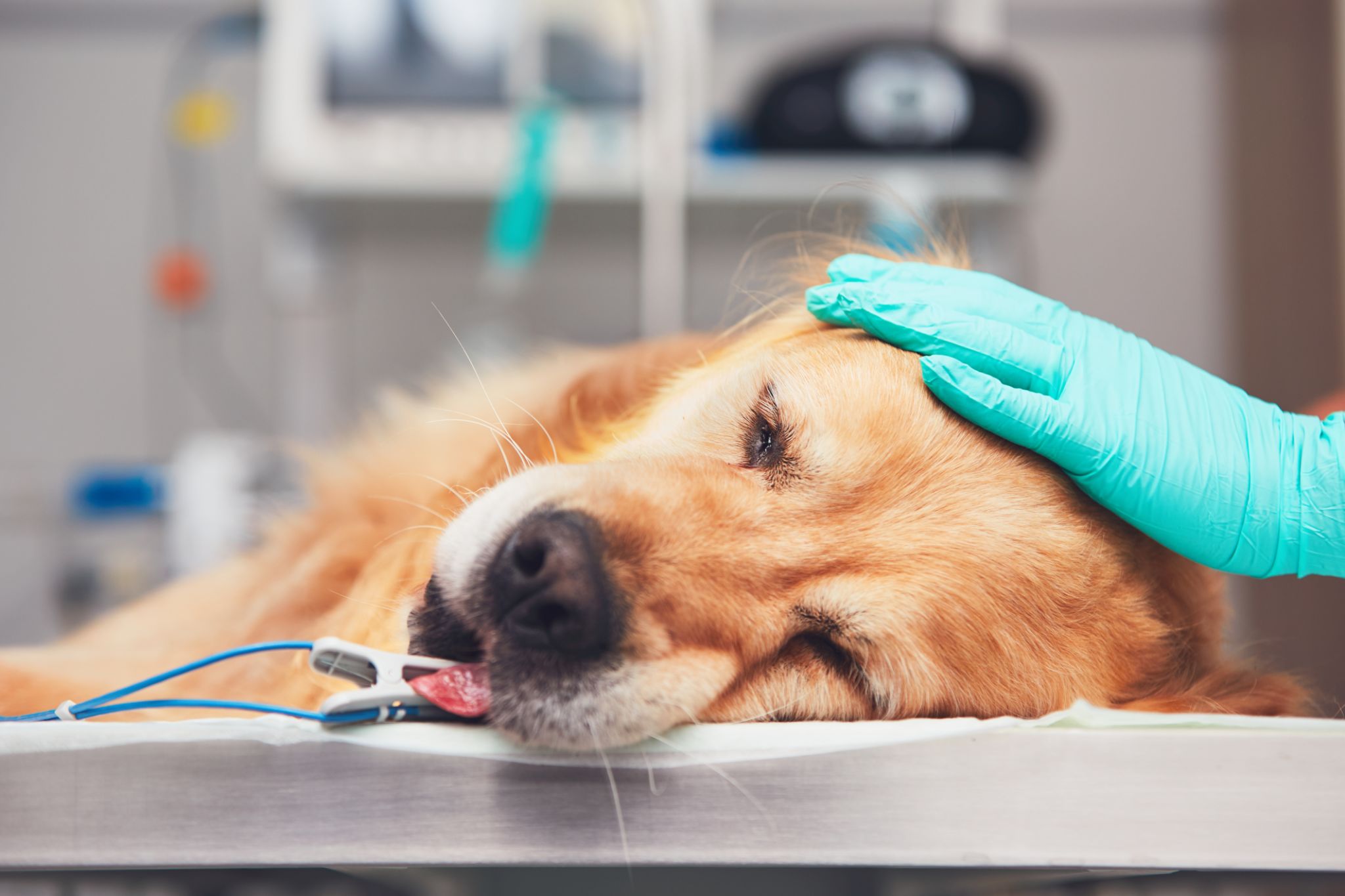 pet surgery
