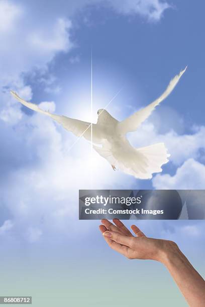 hand releasing a dove - releasing doves stock pictures, royalty-free photos & images