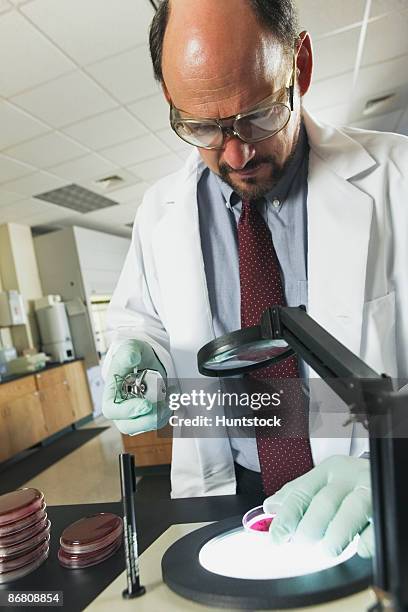 scientist analyzing bacterial colonies - sewer scope stock pictures, royalty-free photos & images