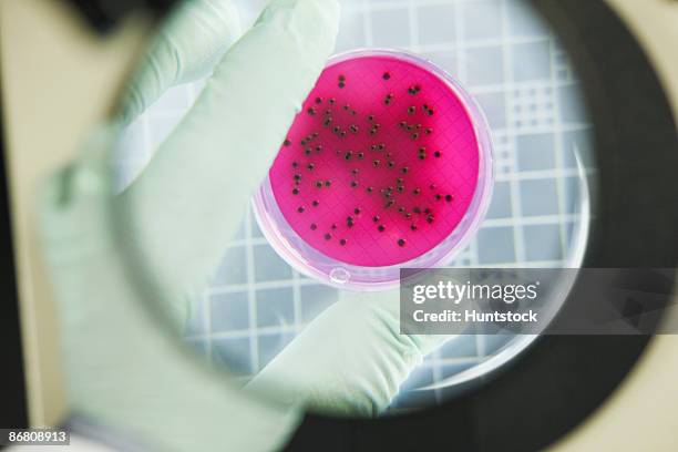 scientist analyzing bacterial colonies - sewer scope stock pictures, royalty-free photos & images