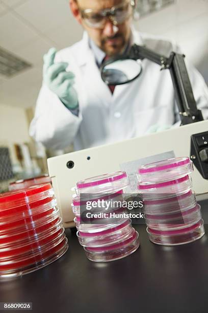 scientist analyzing bacterial colonies - sewer scope stock pictures, royalty-free photos & images