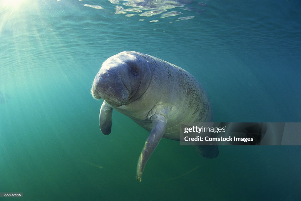 Florida manatee