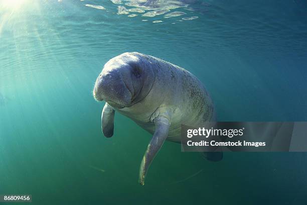 florida manatee - manatee stock pictures, royalty-free photos & images