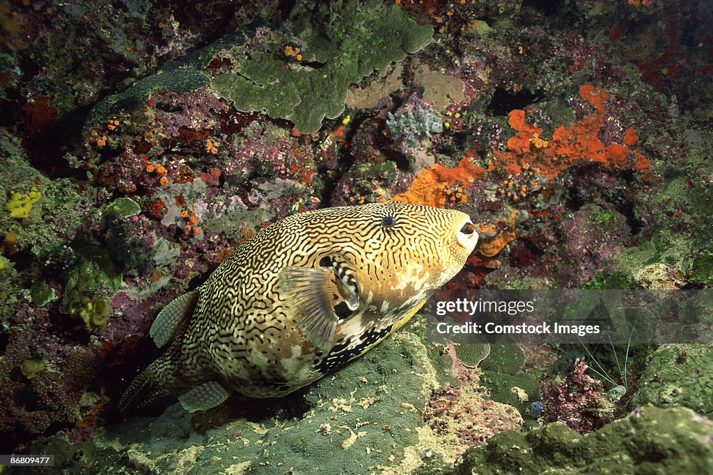Map Puffer fish