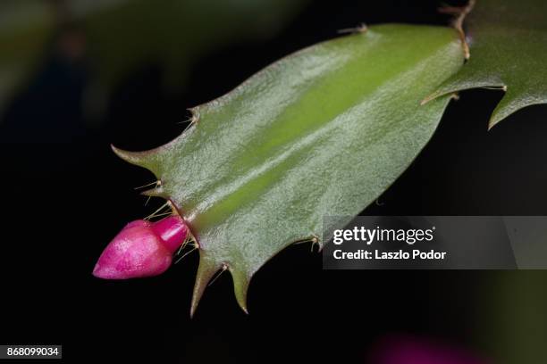 christmas cactus flower - christmas cactus stock pictures, royalty-free photos & images