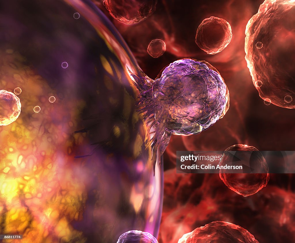 Stem cell