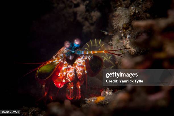 peacock mantis shrimp / harlequin mantis shrimp - warning coloration stockfoto's en -beelden