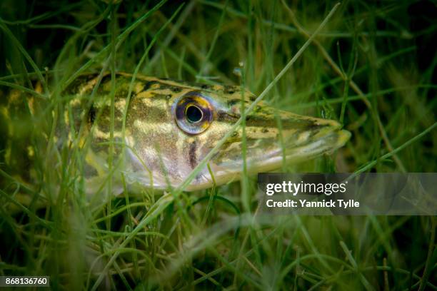 juvenile pike fish underwater in schladitzer see - northern pike stock pictures, royalty-free photos & images