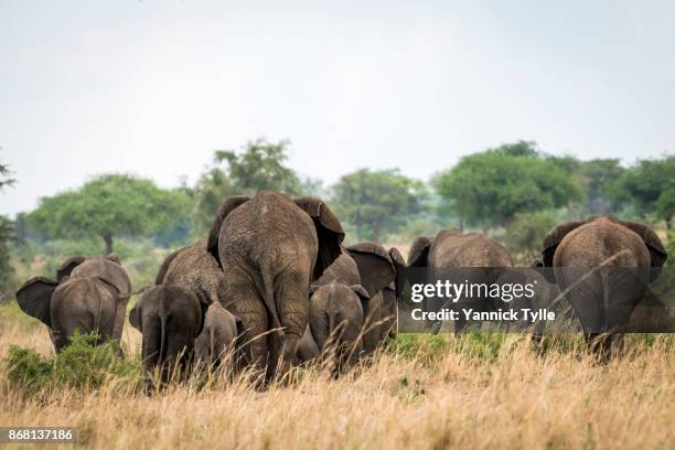 670 Animal Rear View Stock Photos, High-Res Pictures, and Images ...