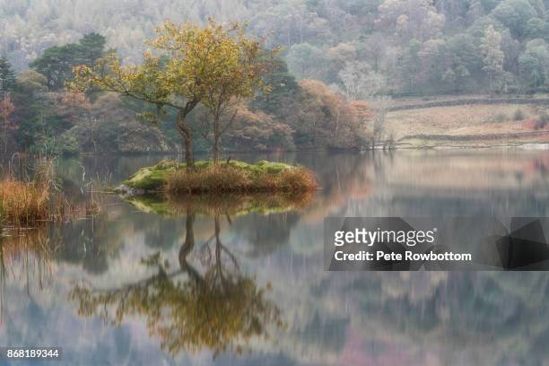 lone tree reflected - rydal stock pictures, royalty-free photos & images