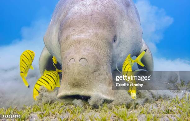 mannelijke doejong en golden trevally (gnathanodon speciosus) voeden met zeegras bedden in de rode zee - marsa alam - egypte - zeegras stockfoto's en -beelden